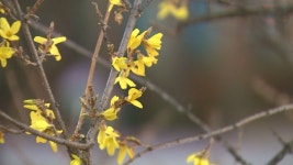 개나리 필 정도로 따뜻했는데…다음 주부터 또다시 강추위 - kakaoTV 개나리 필 정도로 따뜻했는데…다음 주부터 또다시 강추위