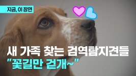 꽃길만 걷개...검역탐지견들, 새 가족 찾아요 - kakaoTV 꽃길만 걷개...검역탐지견들, 새 가족 찾아요