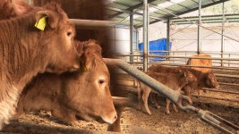 어디 갔었소…합천서 집 나갔던 암송아지 보름 만에 구조 - kakaoTV 어디 갔었소…합천서 집 나갔던 암송아지 보름 만에 구조