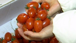 토마토 너마저 사기도 팔기도 버겁다…지난해 이상기온 여파 - kakaoTV 토마토 너마저 사기도 팔기도 버겁다…지난해 이상기온 여파