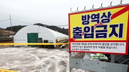 충남 아산 오리 농장서 조류인플루엔자 항원 검출 - kakaoTV 충남 아산 오리 농장서 조류인플루엔자 항원 검출