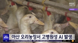 아산 오리농장서 고병원성 AI 발생 - kakaoTV 아산 오리농장서 고병원성 AI 발생