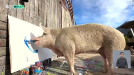 [월드 플러스] ‘천재 돼지 화가’ 피그카소, 잠들다 - kakaoTV [월드 플러스] ‘천재 돼지 화가’ 피그카소, 잠들다