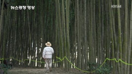 [뉴스광장 영상] 섬진강 대나무숲길 - kakaoTV [뉴스광장 영상] 섬진강 대나무숲길