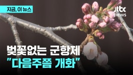 아직 안 폈네 진해군항제 왔다가는 실망…다음 주쯤 개화 - kakaoTV 아직 안 폈네 진해군항제 왔다가는 실망…다음 주쯤 개화
