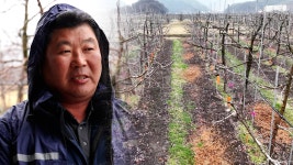 [이슈 집중] 이유 있는 과일값 폭등…“이대론 안 돼” - kakaoTV [이슈 집중] 이유 있는 과일값 폭등…“이대론 안 돼”