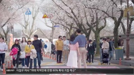 [문예현장] 2024 경주 대릉원 돌담길 벚꽃축제 - kakaoTV [문예현장] 2024 경주 대릉원 돌담길 벚꽃축제