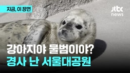 강아지야, 물범이야? 점박이물범 탄생에 경사 난 서울대공원 - kakaoTV 강아지야, 물범이야? 점박이물범 탄생에 경사 난 서울대공원
