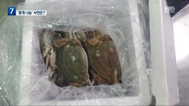 광주 78곳에 동시 배달된 꽃게…되돌려준 사연은? - kakaoTV 광주 78곳에 동시 배달된 꽃게…되돌려준 사연은?
