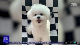 [비즈&트렌드] 펫보험 시장 놓고 경쟁 치열‥가입률은 아직 1%대 - kakaoTV [비즈&트렌드] 펫보험 시장 놓고 경쟁 치열‥가입률은 아직 1%대