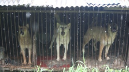 [속보] 대전 동구 개농장서 맹견 70마리 탈출…주민들에 대피령 - kakaoTV [속보] 대전 동구 개농장서 맹견 70마리 탈출…주민들에 대피령