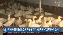 창녕군 오리농장 조류인플루엔자 H5항원…“고병원성 조사” - kakaoTV 창녕군 오리농장 조류인플루엔자 H5항원…“고병원성 조사”