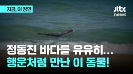 강릉 정동진 앞바다 유유히 헤엄치는 멸종위기종 물개 포착 - kakaoTV 강릉 정동진 앞바다 유유히 헤엄치는 멸종위기종 물개 포착