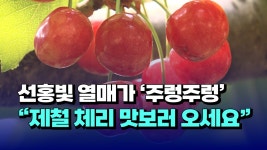 [자막뉴스]선홍빛 열매가 주렁주렁.. 제철 체리 맛보러 오세요 - kakaoTV [자막뉴스]선홍빛 열매가 주렁주렁.. 제철 체리 맛보러 오세요