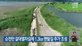 순천만 갈대열차길에 1.3km 맨발길 추가 조성 - kakaoTV 순천만 갈대열차길에 1.3km 맨발길 추가 조성