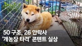 불편한 실상 [두 얼굴의 동물구조] - kakaoTV 구조견 50마리 중 절반 사망…모금 타격 라이브 늘지만 불편한 실상 [두 얼굴의 동물구조]