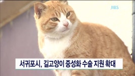 서귀포시, 길고양이 중성화 수술 지원 확대 - kakaoTV 서귀포시, 길고양이 중성화 수술 지원 확대