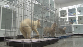 장성 동물보호센터 민간위탁 비위..수사 의뢰 - kakaoTV 장성 동물보호센터 민간위탁 비위..수사 의뢰