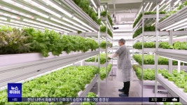 폭염·장마에도 쑥쑥‥스마트팜 대안 될까? - kakaoTV 폭염·장마에도 쑥쑥‥스마트팜 대안 될까?