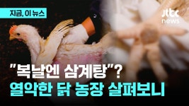 복날엔 삼계탕?…열악하고 불결한 닭 사육 농장 살펴보니 - kakaoTV 복날엔 삼계탕?…열악하고 불결한 닭 사육 농장 살펴보니
