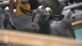 흑염소 인기 상한가..경매장 신설, 사육농가 확대 - kakaoTV 흑염소 인기 상한가..경매장 신설, 사육농가 확대