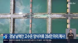 경남 남해안 고수온 양식어류 284만 마리 폐사 - kakaoTV 경남 남해안 고수온 양식어류 284만 마리 폐사