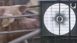 냉방시설 총가동에도 역부족…폭염에 축산농가 피해 잇따라 - kakaoTV 냉방시설 총가동에도 역부족…폭염에 축산농가 피해 잇따라