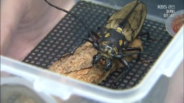 장수하늘소 인공사육 10년…멸종위기 벗어나나 - kakaoTV 장수하늘소 인공사육 10년…멸종위기 벗어나나