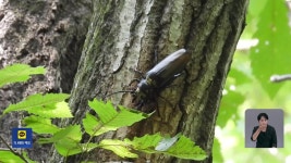 장수하늘소 인공사육 10년…멸종위기 벗어나나 - kakaoTV 장수하늘소 인공사육 10년…멸종위기 벗어나나