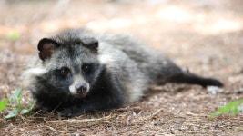 [뉴스프라임] 귀엽다고 만지지 마세요…도심 곳곳 너구리 주의보 - kakaoTV [뉴스프라임] 귀엽다고 만지지 마세요…도심 곳곳 너구리... 