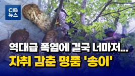 [자막뉴스] 역대급 폭염에 결국 너마저...자취 감춘 명품 송이 - kakaoTV [자막뉴스] 역대급 폭염에 결국 너마저...자취 감춘 명품 송이