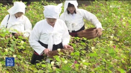 면화시배지매점 | 목화 시배지 ‘무명 베짜기’ 전통 끊기나? - kakaoTV 목화 시배지 ‘무명 베짜기’ 전통 끊기나?