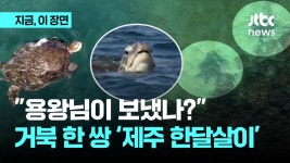 용왕님이 보냈나 제주 앞바다에 등장한 거북 한 쌍 - kakaoTV 용왕님이 보냈나 제주 앞바다에 등장한 거북 한 쌍