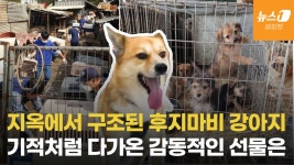 개지옥 기억 잊고 새 출발 앞둔 강아지…검진 도운 천사들[영상] - kakaoTV 개지옥 기억 잊고 새 출발 앞둔 강아지…검진 도운 천사들[영상]