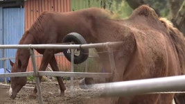 곳곳에 말 사체…공주 말 농장서 동물학대·불법도축 정황 - kakaoTV 곳곳에 말 사체…공주 말 농장서 동물학대·불법도축 정황
