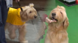 이곳이 정말 좋아요…연기犬 산들이의 출근 - kakaoTV 이곳이 정말 좋아요…연기犬 산들이의 출근