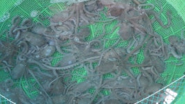 2024 무안갯벌낙지축제 개막 내일까지 이어져 - kakaoTV 2024 무안갯벌낙지축제 개막 내일까지 이어져