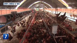 동해 산란계 농장에서 고병원성 ‘AI’ 발생 - kakaoTV 동해 산란계 농장에서 고병원성 ‘AI’ 발생