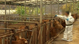 경기 안성 젖소농장서 럼피스킨 발생…올해 17번째 사례 - kakaoTV 경기 안성 젖소농장서 럼피스킨 발생…올해 17번째 사례