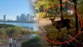 수원 이어 의왕서도 사슴 출몰…농장서 탈출 - kakaoTV 수원 이어 의왕서도 사슴 출몰…농장서 탈출