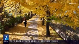 [영상] 거창군 의동마을 은행나무길 - kakaoTV [영상] 거창군 의동마을 은행나무길