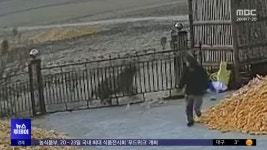 마을로 내려온 백두산 호랑이‥사람도 물었다 - kakaoTV 마을로 내려온 백두산 호랑이‥사람도 물었다