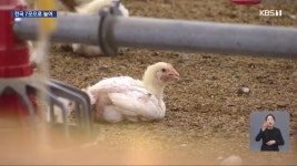 강진 오리농장서 H5N1형 고병원성 AI 검출 - kakaoTV 강진 오리농장서 H5N1형 고병원성 AI 검출