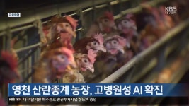 영천 산란종계 농장, 고병원성 AI 확진 - kakaoTV 영천 산란종계 농장, 고병원성 AI 확진