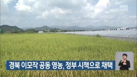 경북 이모작 공동 영농, 정부 시책으로 채택 - kakaoTV 경북 이모작 공동 영농, 정부 시책으로 채택