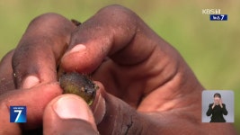 카메룬, 신비한 생물…‘해우’를 살리자! - kakaoTV 카메룬, 신비한 생물…‘해우’를 살리자!