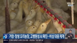 거창·창녕 오리농장, 고병원성 AI 확진…비상 대응 체계 - kakaoTV 거창·창녕 오리농장, 고병원성 AI 확진…비상 대응 체계