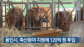용인시, 축산분야 지원에 120억 원 투입 - kakaoTV 용인시, 축산분야 지원에 120억 원 투입