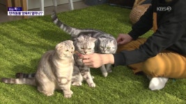 [이슈픽] 댕댕이 VS 냥냥이, 양육비 누가 더 비쌀까? - kakaoTV [이슈픽] 댕댕이 VS 냥냥이, 양육비 누가 더 비쌀까?