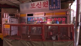 개식용종식법 시행 반년…사육농장 10곳 중 4곳 폐업 - kakaoTV 개식용종식법 시행 반년…사육농장 10곳 중 4곳 폐업